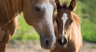 Festa fine estate in Val Bisagno con attività equestri, spettacolo e mercatino