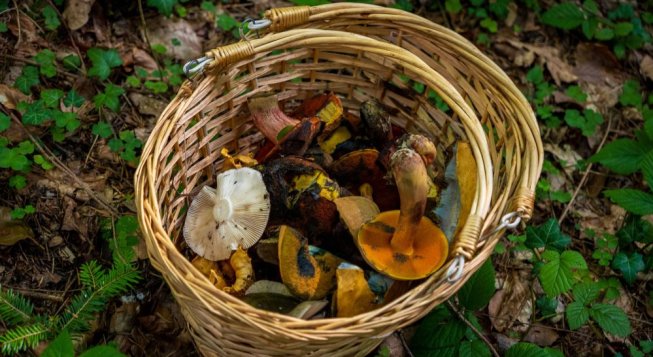 Raccolta funghi © Michał Robak - Pexels