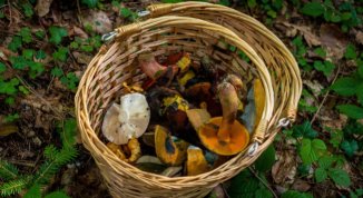 Funghi a Genova e in Liguria: 15 posti dove andare a raccoglierli
