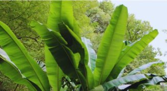 La 'foresta tropicale' di Sestri Ponente, escursione tra creuze e banani