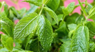 Viverbe 2026, a Pancalieri cultura, musica, spettacolo e gastronomia dedicati alla menta piperita