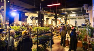 Botanical Groove, il plant market sul Po in Contrada Murazzi. Mercato di piante, yoga e musica