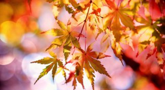 Festa d’Autunno in corso Racconigi a Torino: mercatino dell'artigianato, gastronomia e attività per famiglie