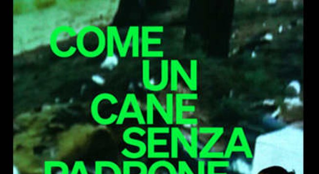 COME UN CANE SENZA PADRONE