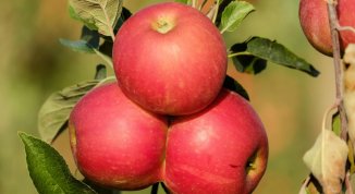 Fiori, Frutta e Qualità a Celle Ligure 2026, la mostra-mercato