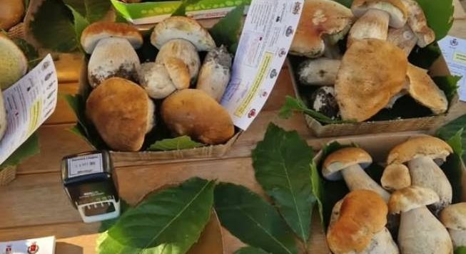 Sagra del Fungo a Cossano Canavese 
