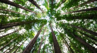 Alberi interiori, alberi del mondo con Alessandra Viola per Torino Spiritualità 2026