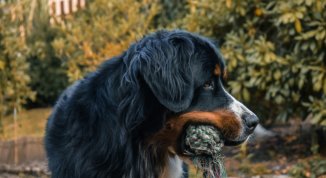 Bernesi Val di Vara Day, il raduno dedicato ai Bovari del Bernese