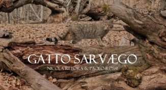 Il gatto selvatico sull'Appennino Ligure, incontro con Paolo Rossi e Nicola Rebora