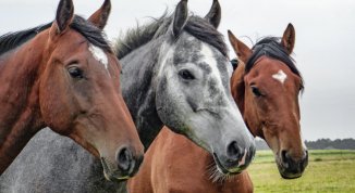 Derby Italiano del Trotto a Torino: all'Ippodromo di Vinovo la corsa ippica più importante in Europa