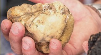 Festa Nazionale del Tartufo a Millesimo 2026: il programma