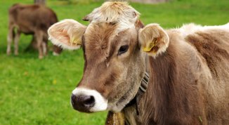 Fiera del bestiame e delle merci a Priosa 2026: animali, banchi e polenta