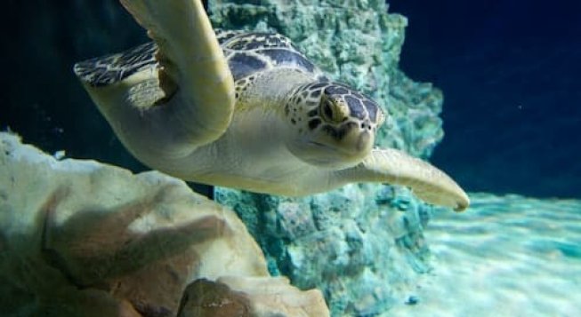 Acquario di Livorno, visita tra ecosistemi marini e vasca tattile interattiva