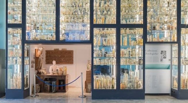 Museo Darwin Dohrn, percorso sull'evoluzione della vita marina