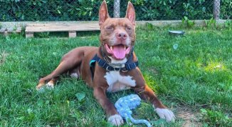 Open Day del Monte Contessa con visite guidate, attività e sfilata dei cani
