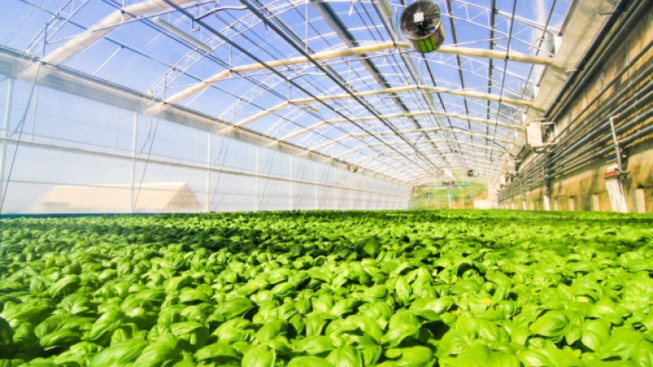 facebook.com/IlPestoDiPraGenova