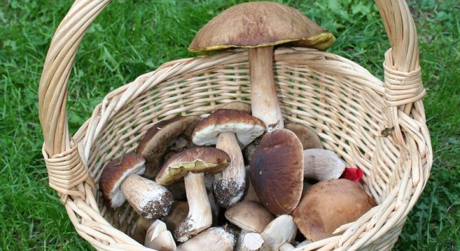Funghi ©Beeki - Pixabay