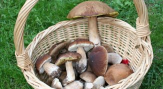 Mostra di Funghi a Bavari 2026 con Polentata