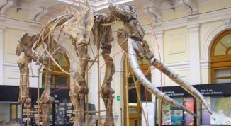 Genova, 800mila euro per il Museo di Storia Naturale Doria: via libera ai lavori per gli impianti
