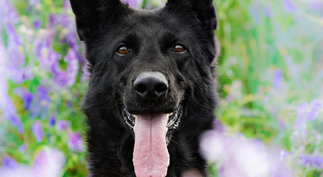 Nasce a Milano un grande polo funerario per gli animali da compagnia