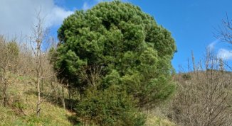 Alberi Amici. Prospettive di benessere, incontro con Riccardo Albericci