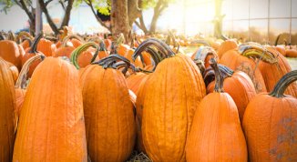 Halloween 2026 a Milano: laboratorio delle zucche negli spazi di Ripa 85