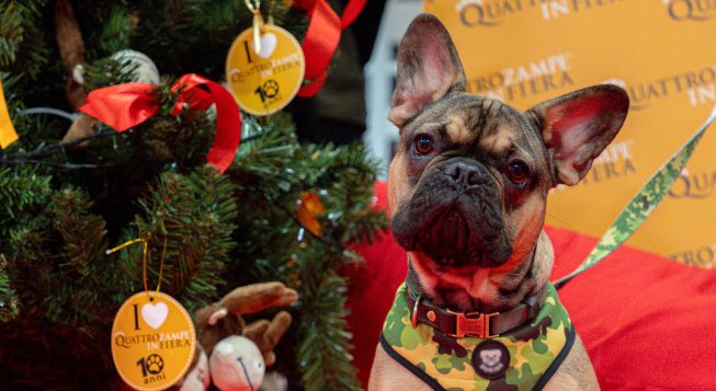 Quattrozampeinfiera