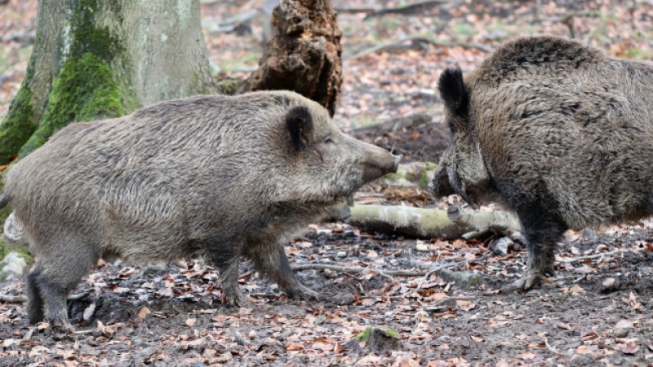 Facebook.com/ComunediGenova