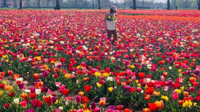 facebook.com/Tulipani.Italiani