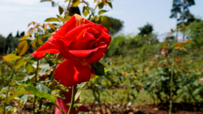 Facebook.com/EurofloraOfficial