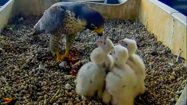 Giò&Giulia Falchi Pellegrini a Milano/Facebook