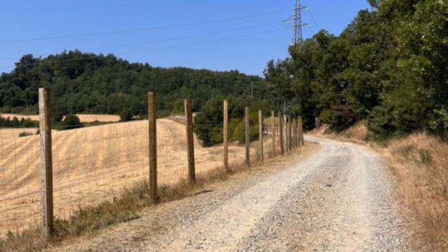 Peste suina, in Lombardia una barriera anti cinghiali al confine col Piemonte