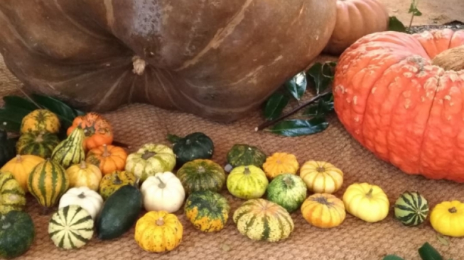 Facebook.com/MostraZuccaMurta