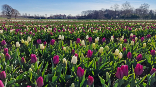 facebook.com/Tulipani.Italiani