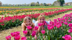 Shirin Tulipani 2023 a Ornago: info, orari, prezzi, come arrivare e dove parcheggiare