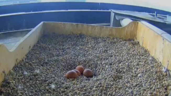 Giò&Giulia Falchi Pellegrini a Milano/Facebook