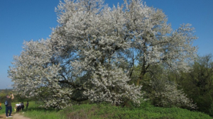 Ciliegio secolare in Brianza e Sentiero delle Fate, come arrivare per ammirare la fioritura spettacolare