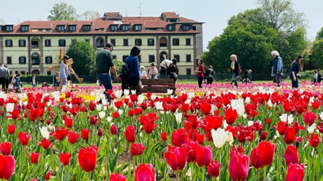 facebook.com/Tulipani.Italiani