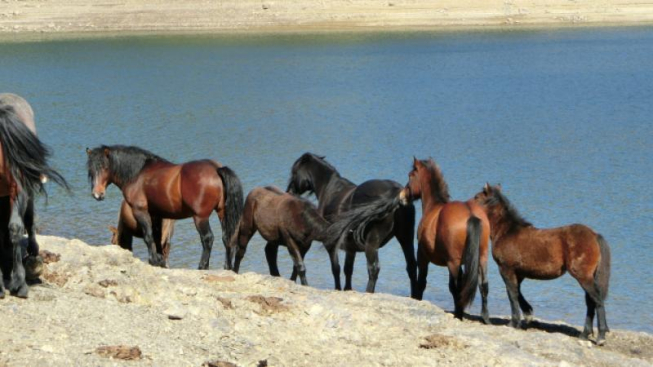 Facebook.com/icavalliselvaggidellaveto