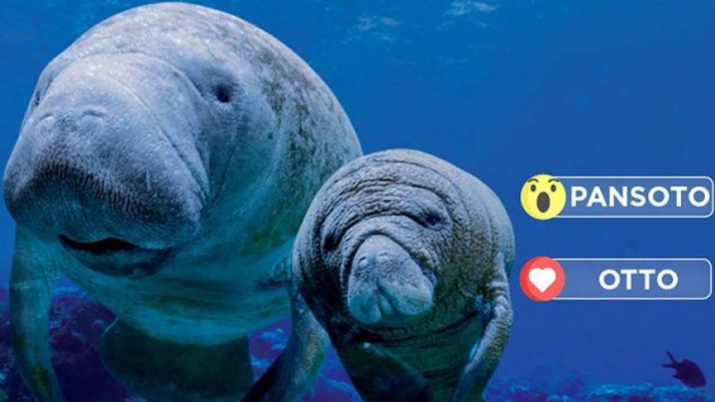 Acquario di Genova/Facebook