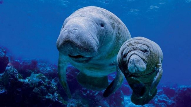Acquario di Genova/Facebook