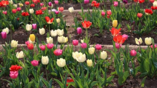 Federica Fiorini - mentelocale.it