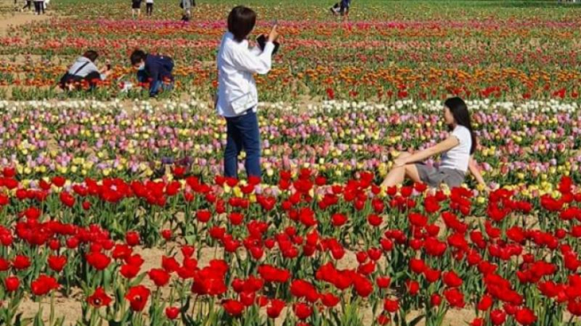 facebook.com/Tulipani.Italiani
