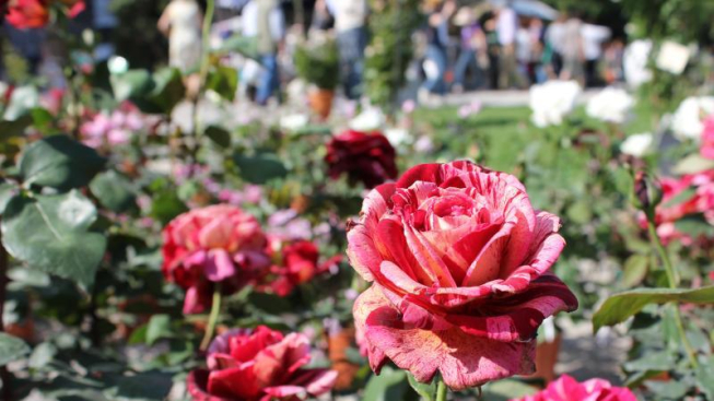 Flickr.com / Costantino Beretta