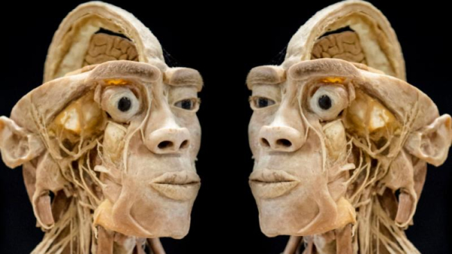 Facebook.com/Real-Human-Bodies-Exhibition-Una-Mostra-di-Veri-Corpi-Umani-Genova