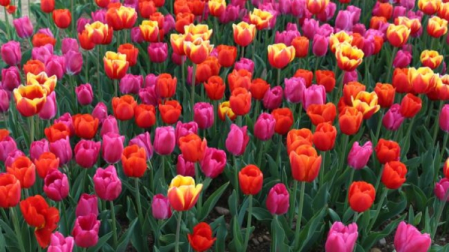 Federica Fiorini / mentelocale.it