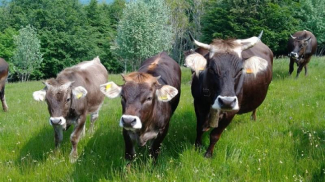 Cabannina APARC / facebook.com