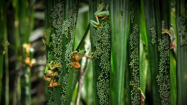 © Brandon Güell / Wildlife Photographer of the Year