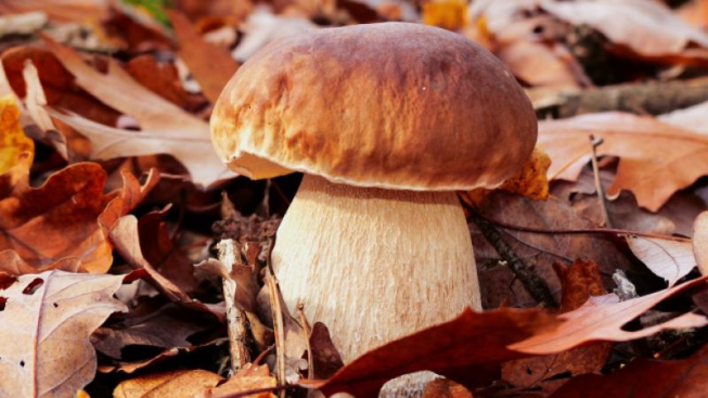 Krzysztofniewolny, Pixabay