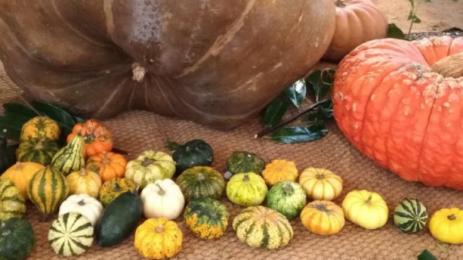 Facebook.com/MostraZuccaMurta